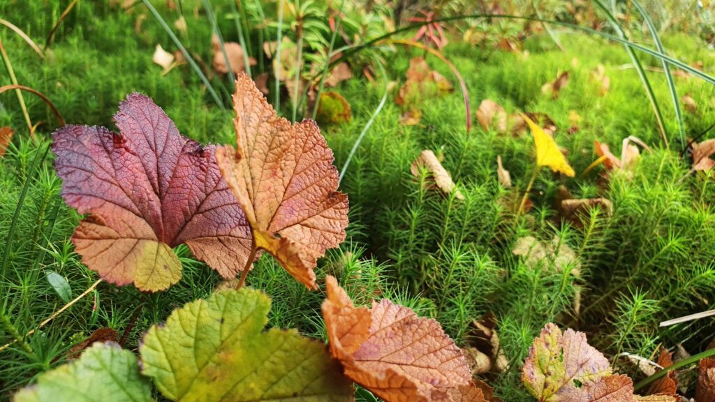 Kutsu lippukunnan syyskokoukseen - Lue lisää